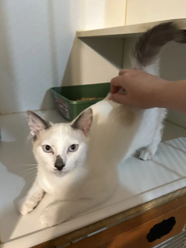 Annie - Domestic Short Hair