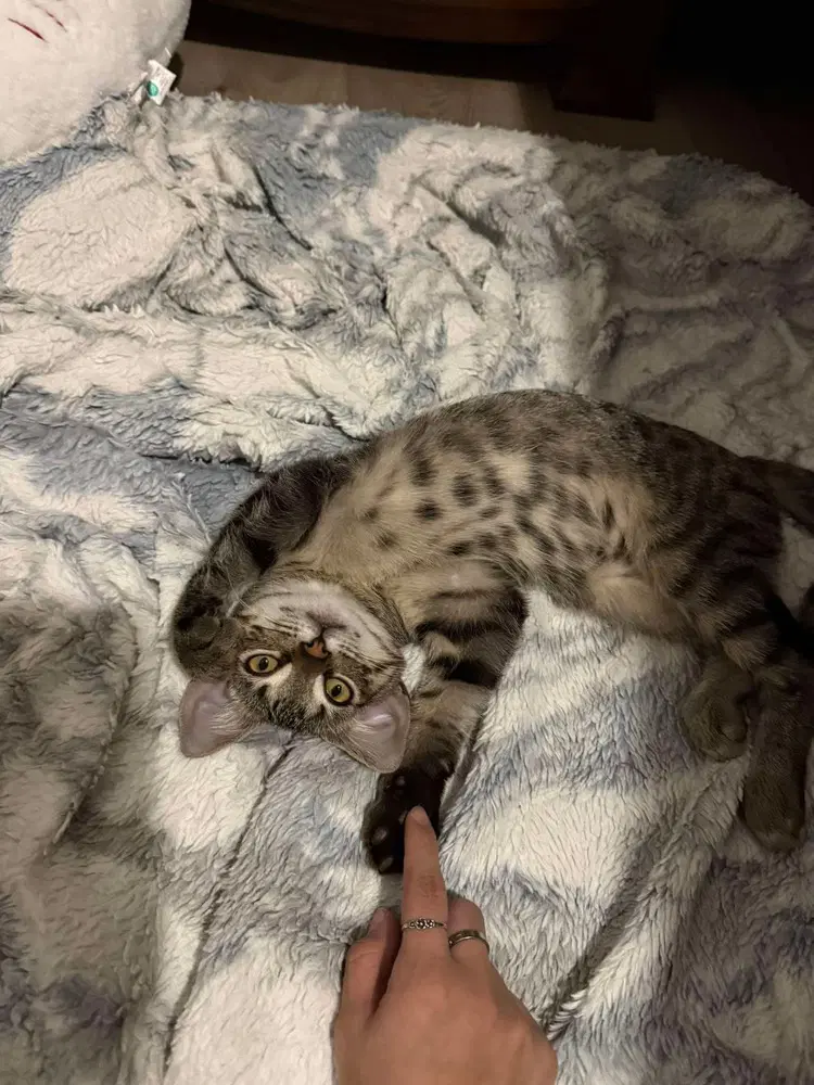 Mattix - Domestic Short Hair