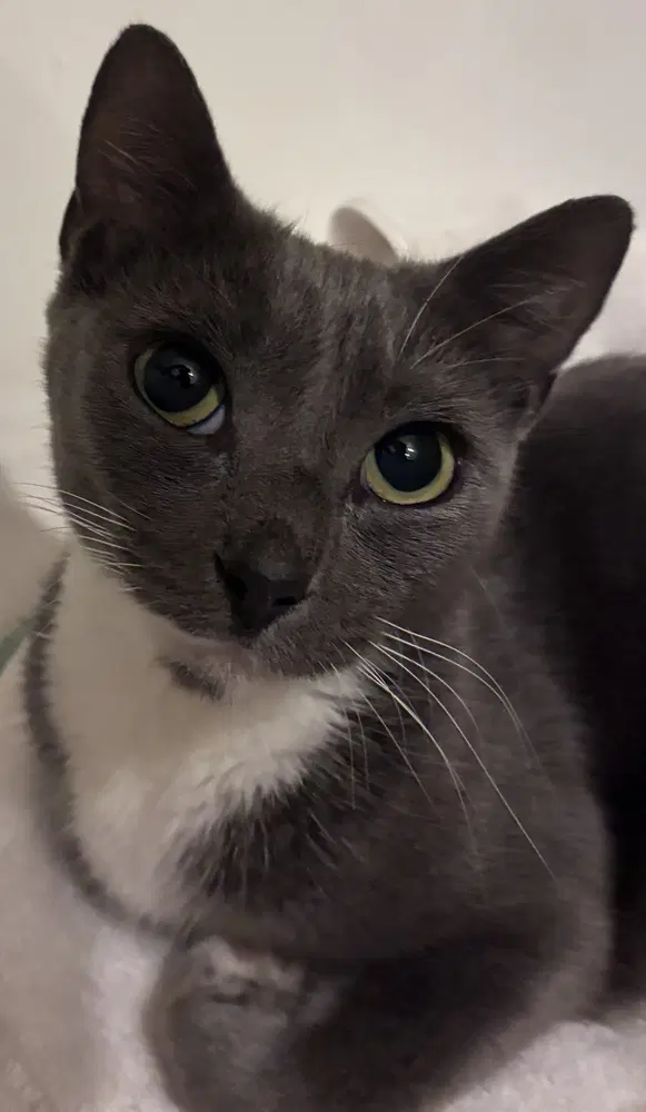 Suds - Domestic Short Hair