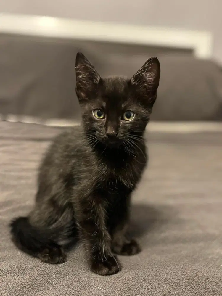 Ginny - Domestic Short Hair