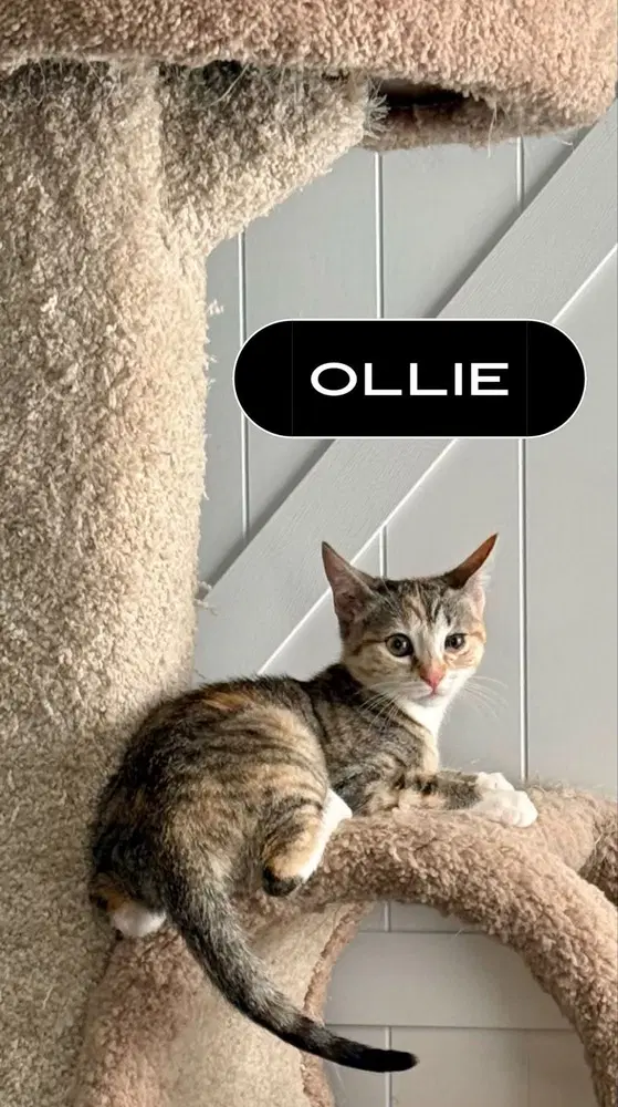 Ollie - Domestic Short Hair