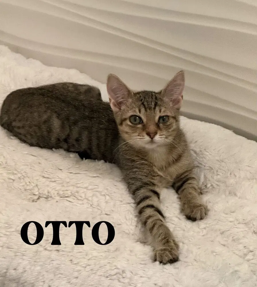 Otto - Domestic Short Hair