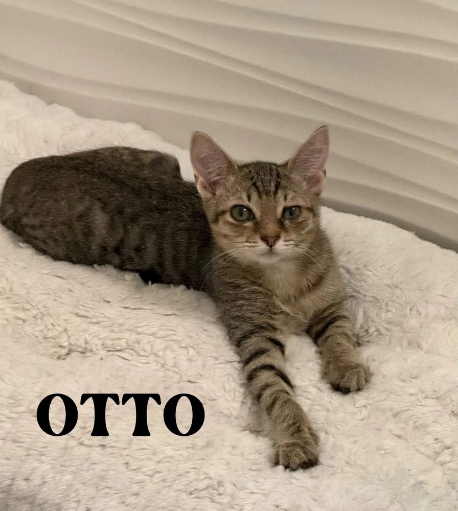 Otto