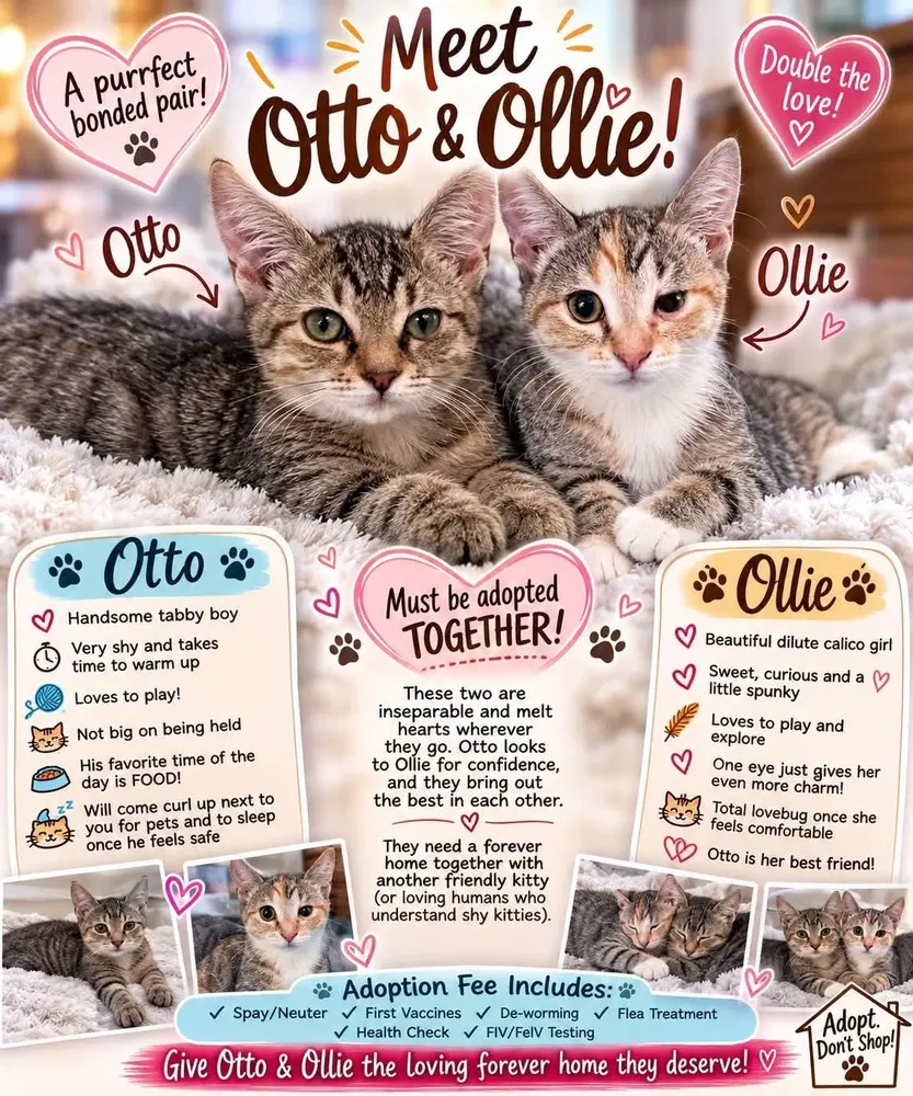 Otto image 2