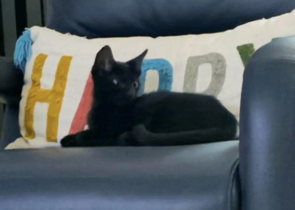 Gemma - Domestic Short Hair