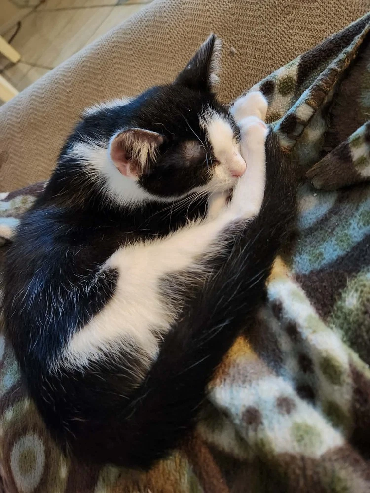 Oreo