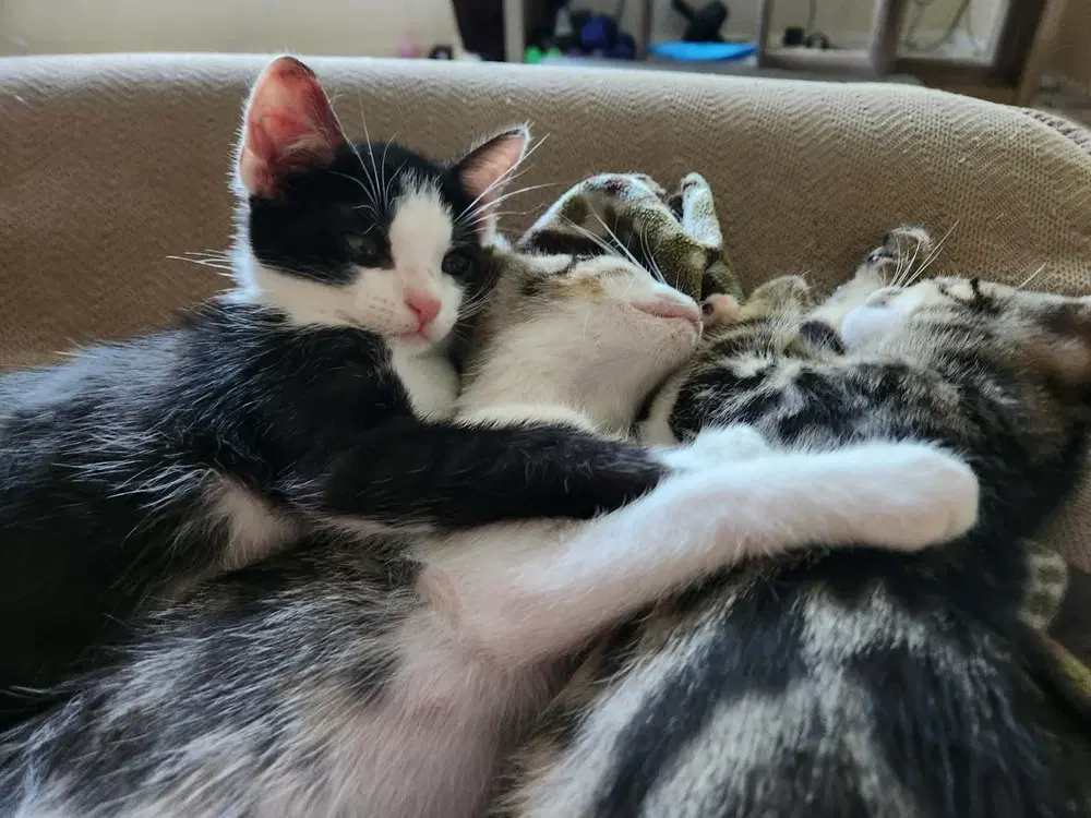 Oreo image 2