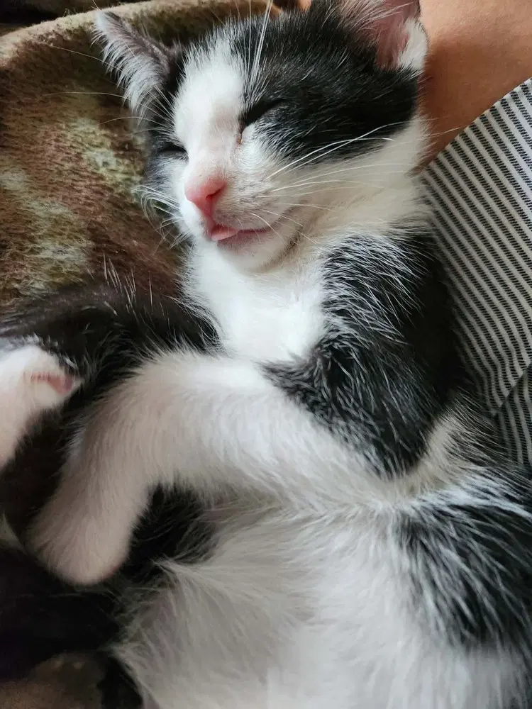 Oreo image 4
