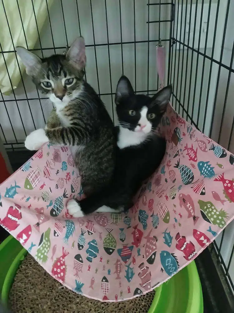 Toro - Domestic Short Hair