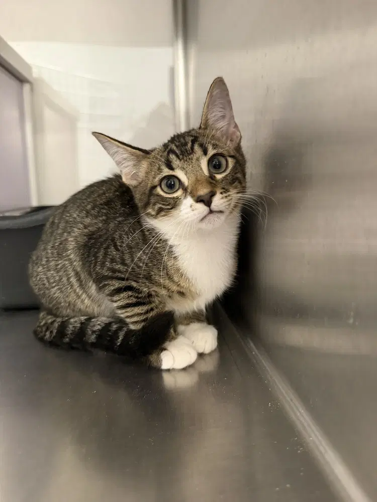 Toro - Domestic Short Hair