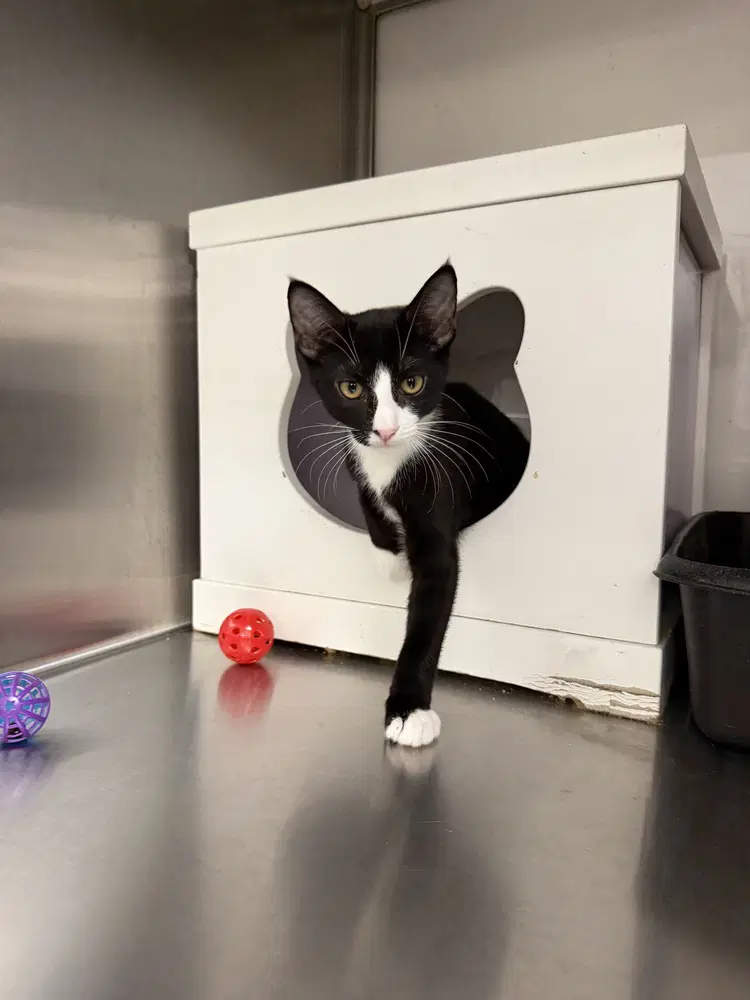 Tuff - Domestic Short Hair