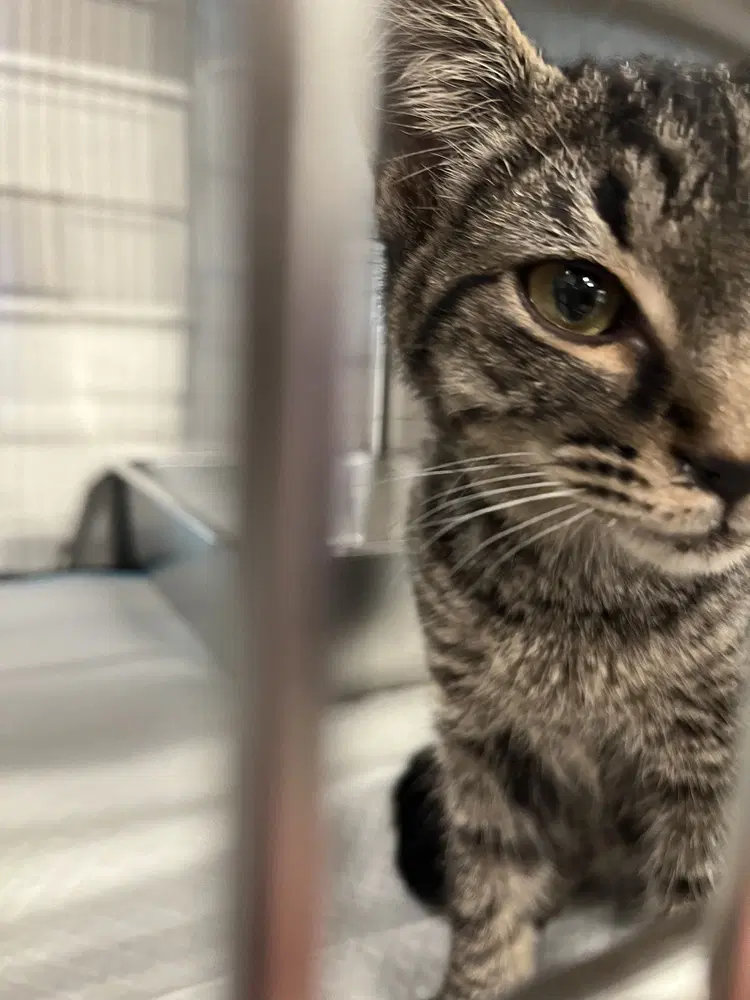 Vegemite - Domestic Short Hair