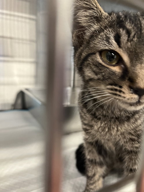 Vegemite, a cat for adoption from Catapalooza, Inc.
