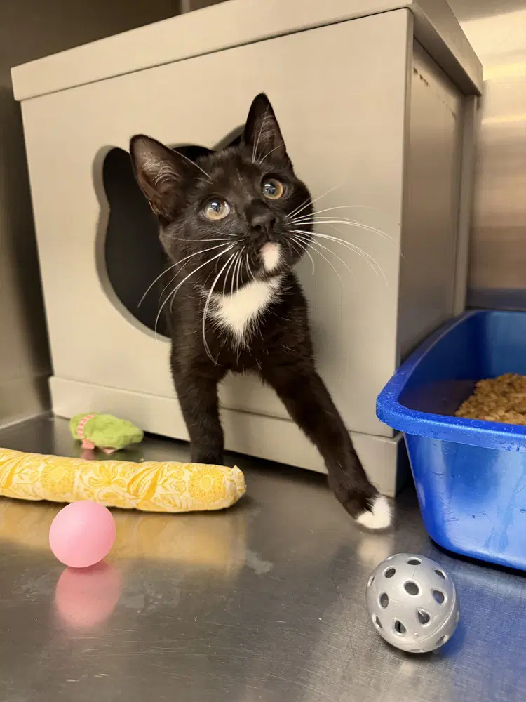 Becca - Domestic Short Hair