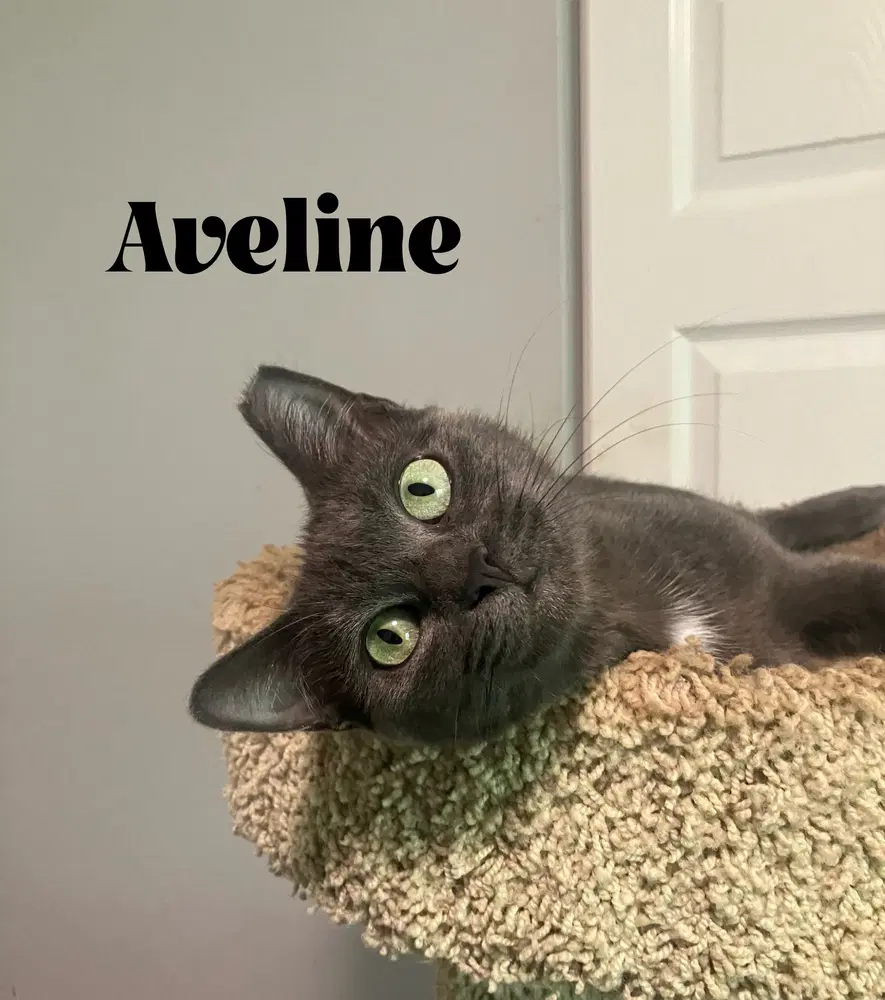 Aveline - Domestic Short Hair