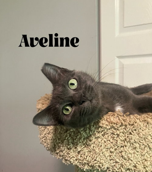 Aveline, a cat for adoption from Catapalooza, Inc.