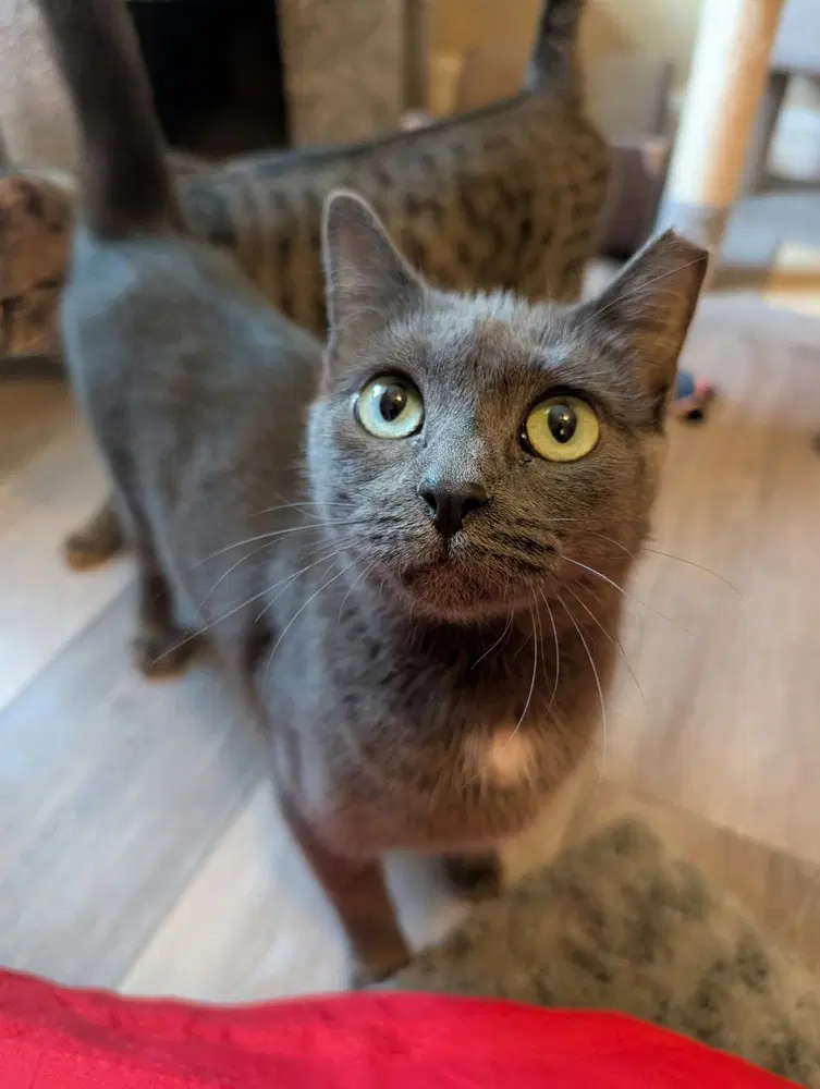 Aveline - Domestic Short Hair