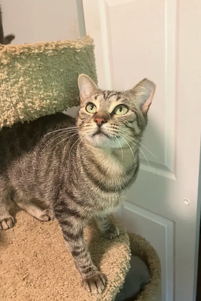 Asteria - Domestic Short Hair