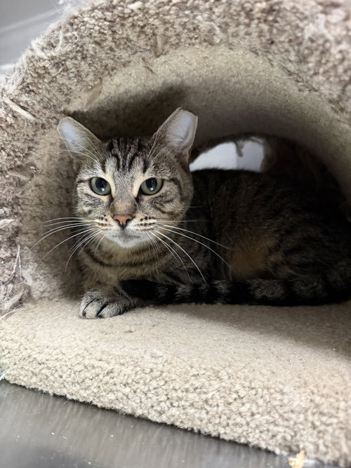 Asteria, a cat for adoption from Catapalooza, Inc.