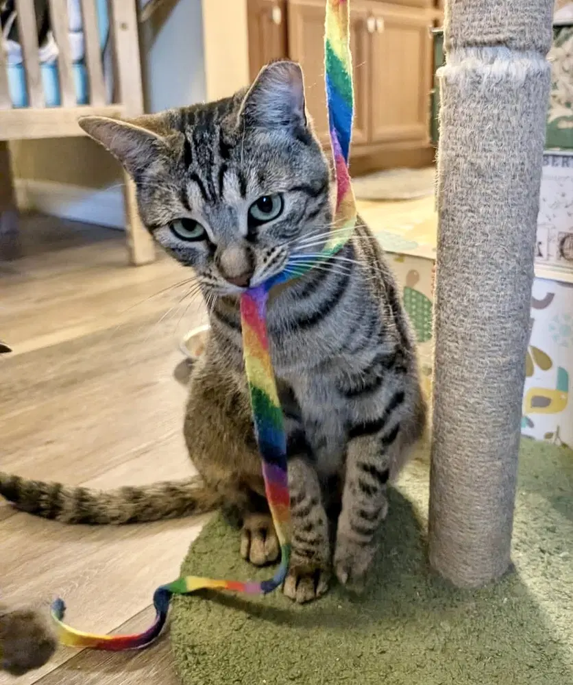 Asteria - Domestic Short Hair