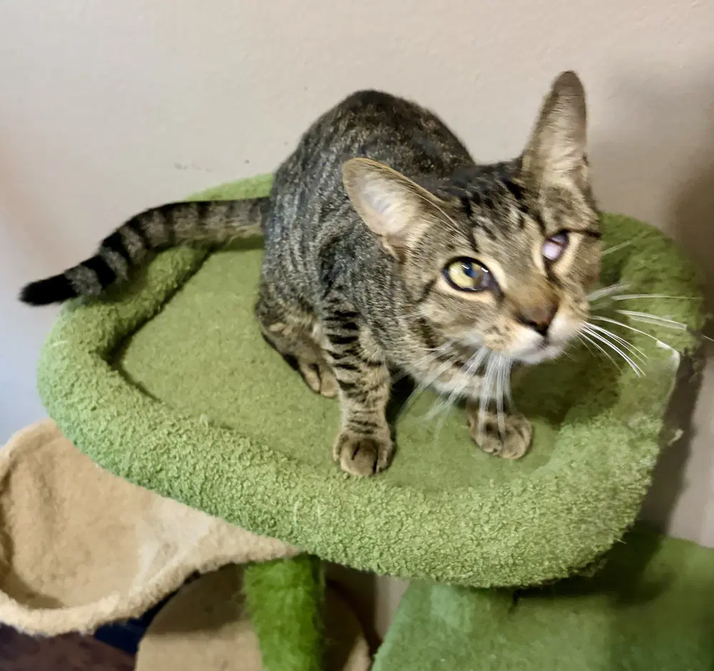 Benny - Domestic Short Hair