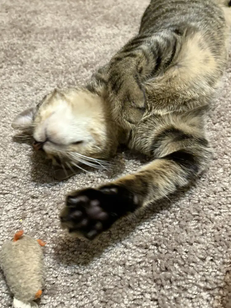 Benny - Domestic Short Hair