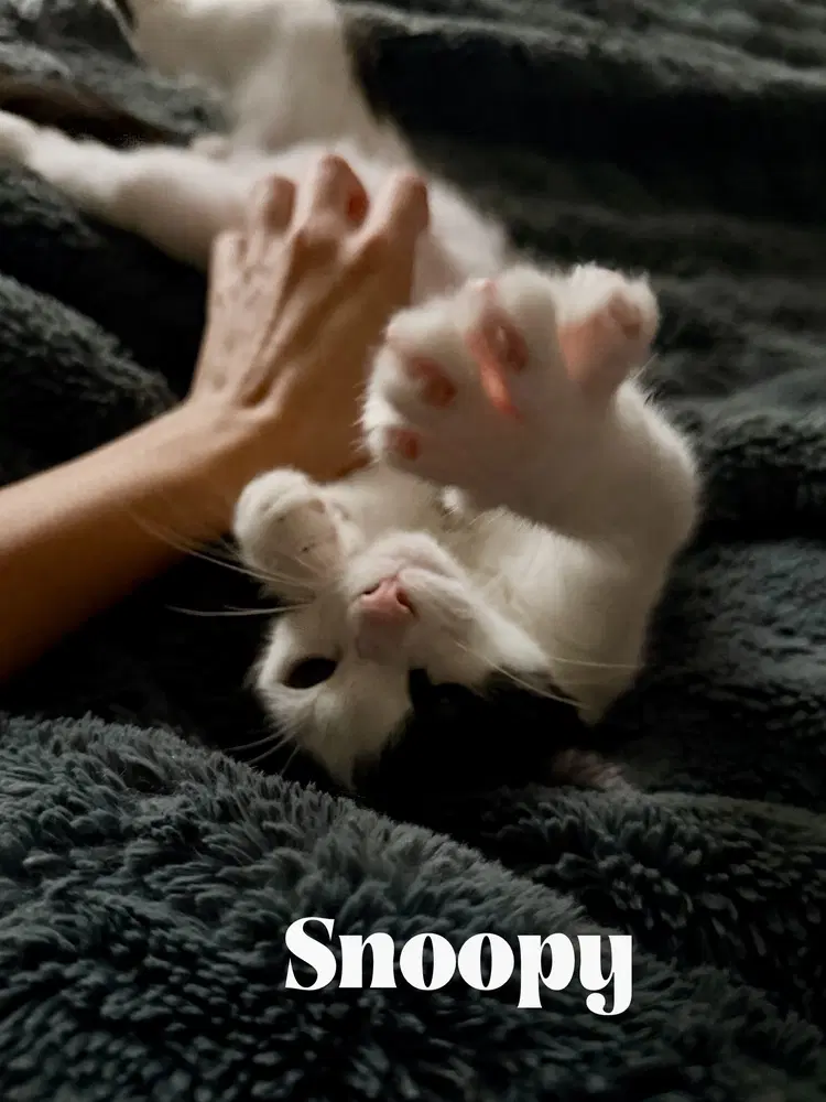 Snoopy image 3