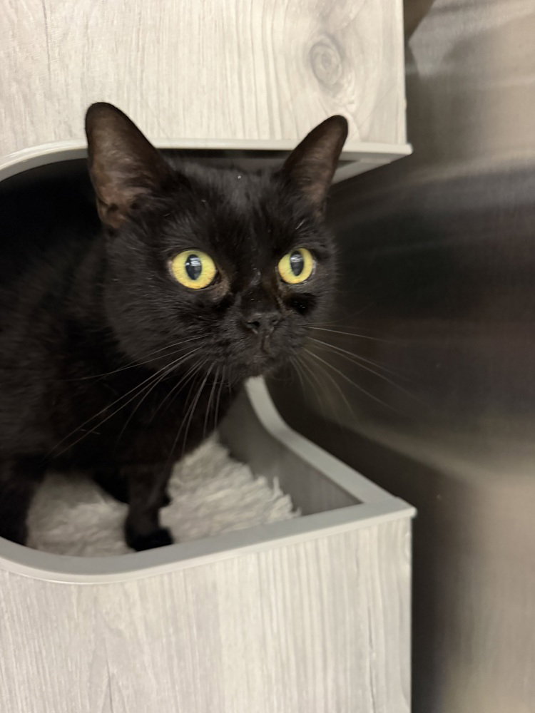 BooBoo, Domestic Short Hair