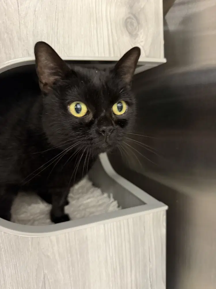 Booboo - Domestic Short Hair