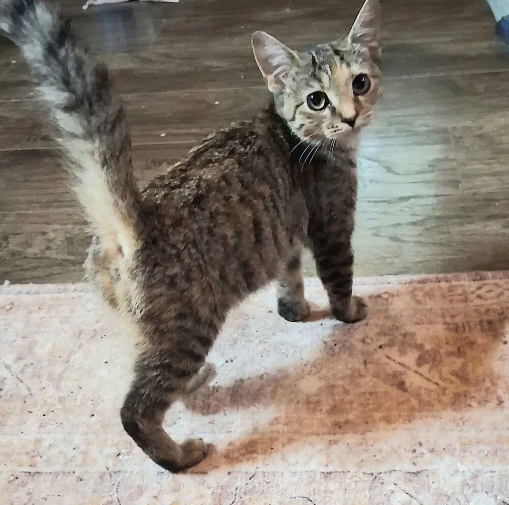 Anna Mae - Domestic Short Hair