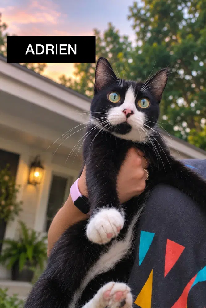 Adrien - Domestic Short Hair