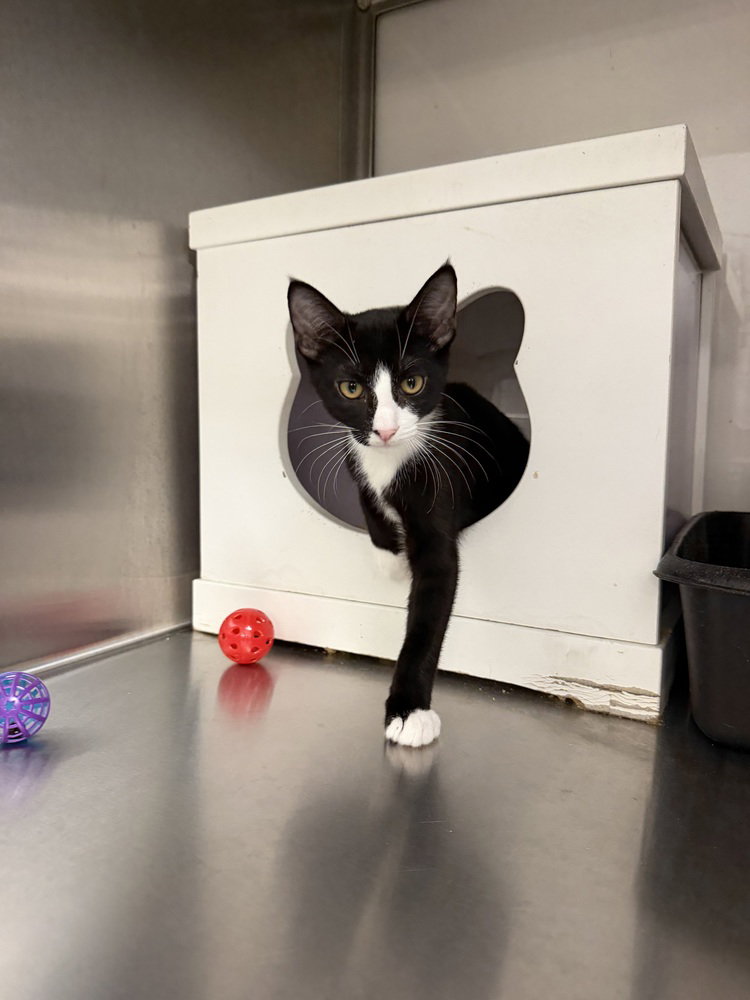 Tuff, Domestic Short Hair