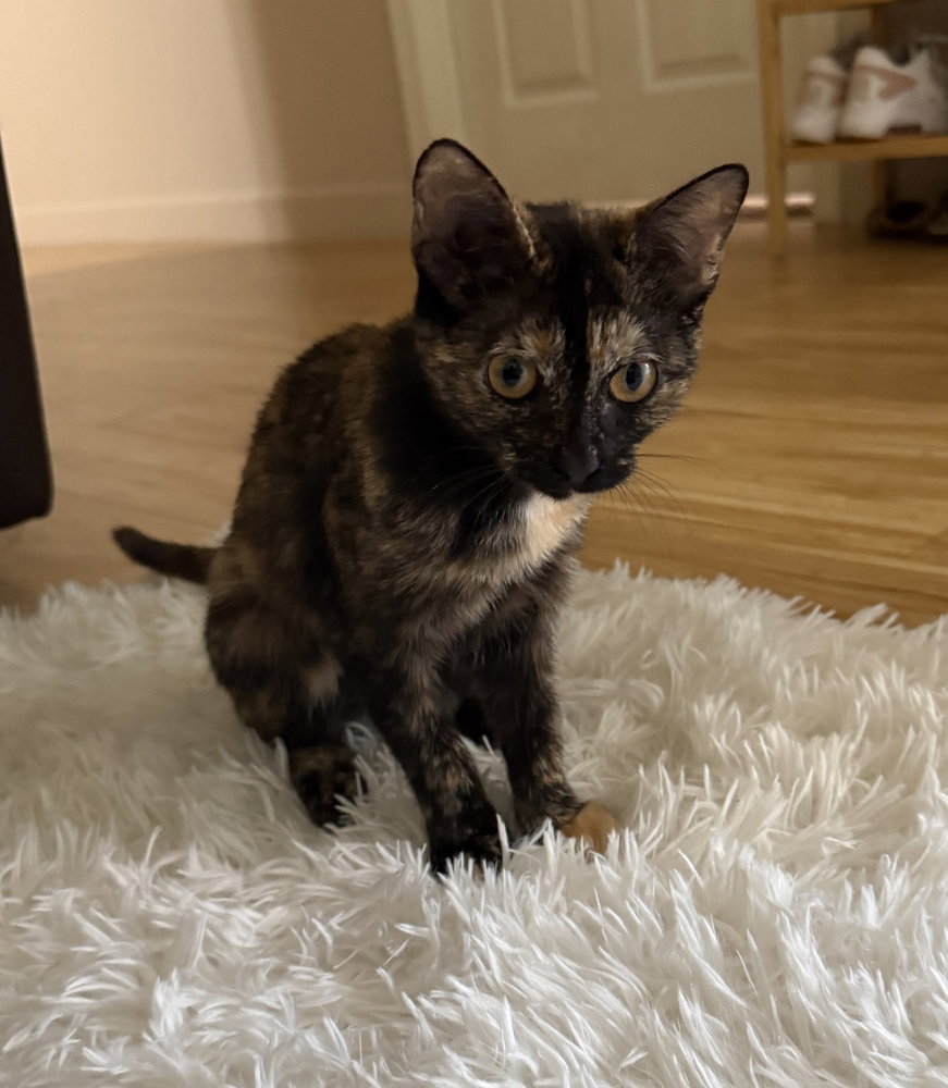 Makita, Domestic Short Hair