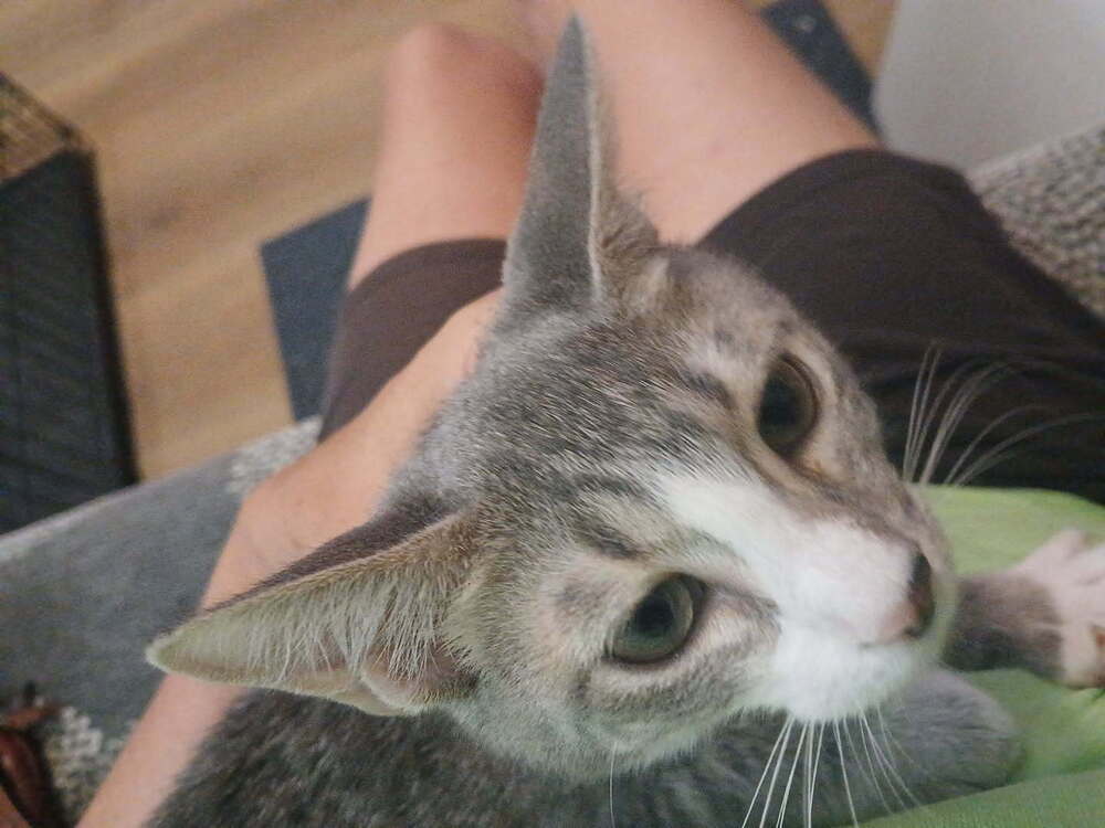 Ryobi, Domestic Short Hair