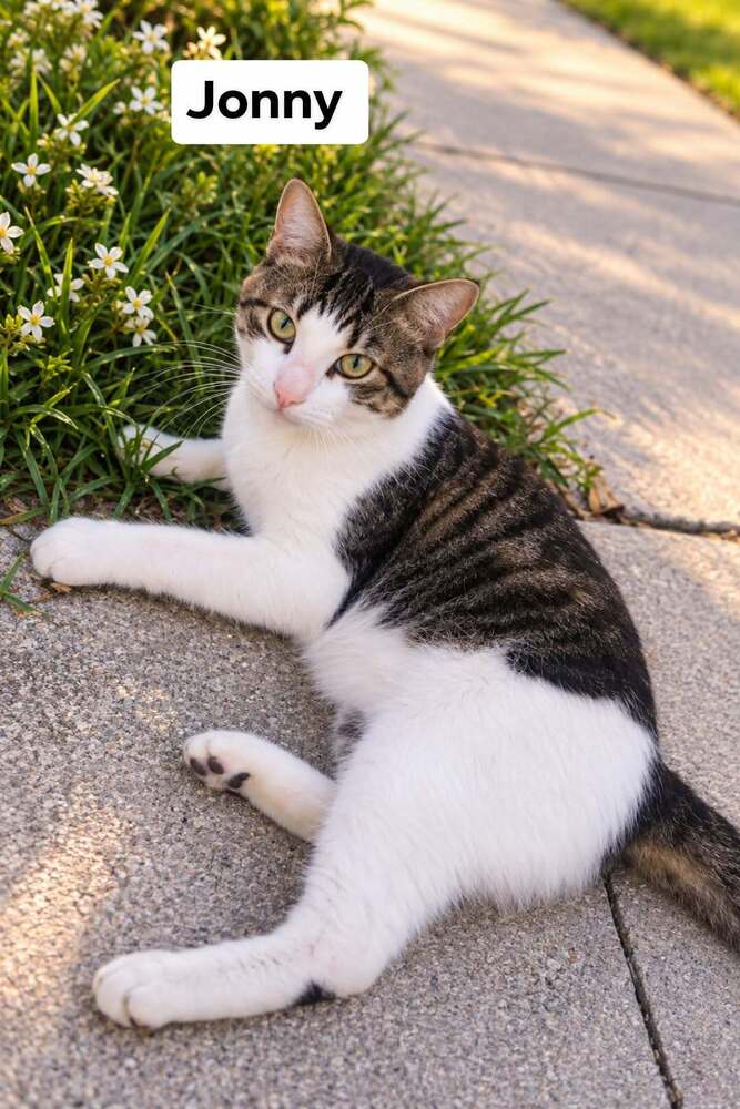 Jonny, Domestic Short Hair