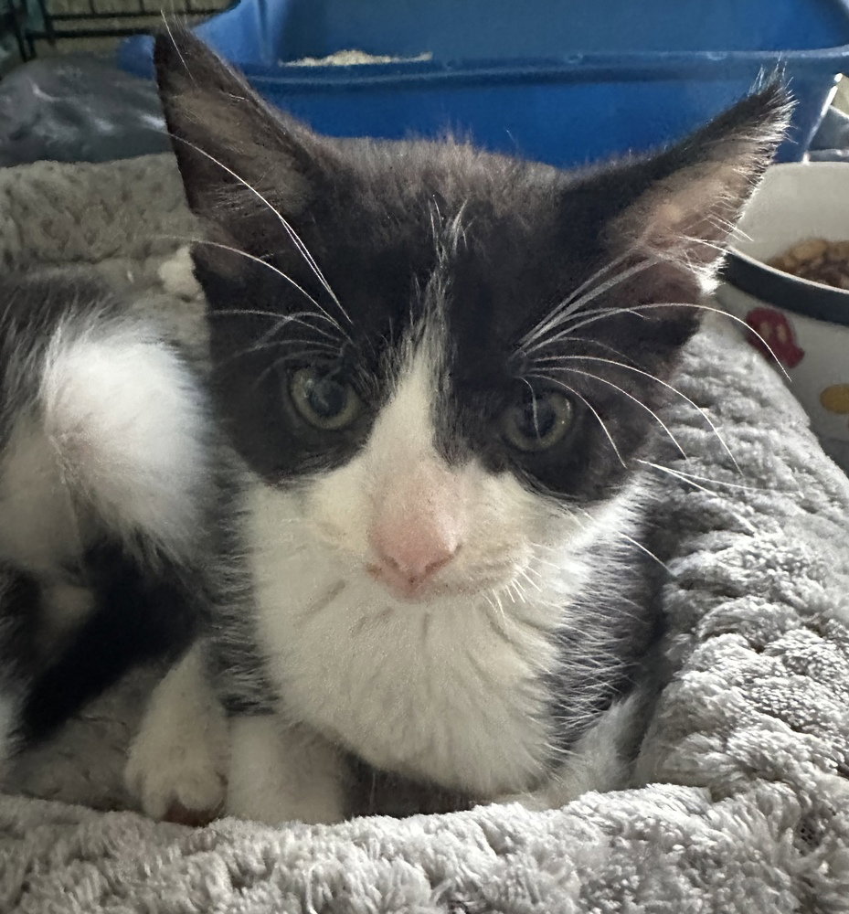 Lago, Domestic Short Hair