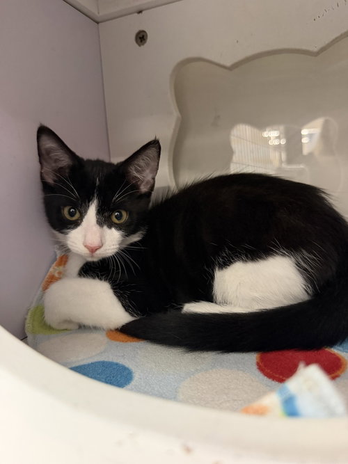 Lago, a cat for adoption from Catapalooza, Inc.