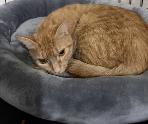 Teenie, a cat for adoption from Catapalooza, Inc.