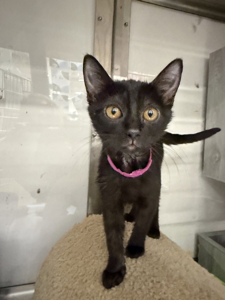 Lune, Domestic Short Hair