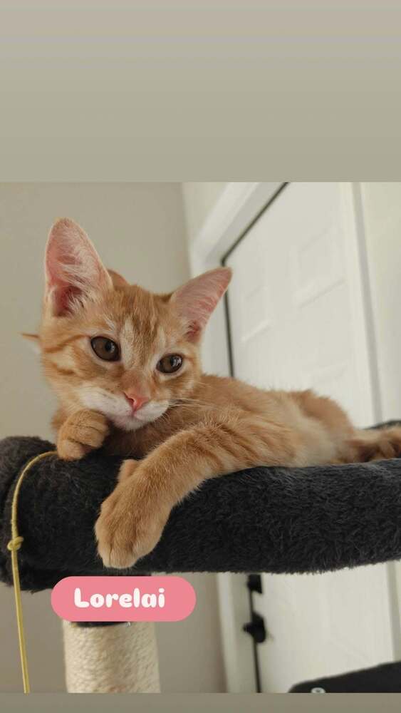 Lorelai, Domestic Short Hair