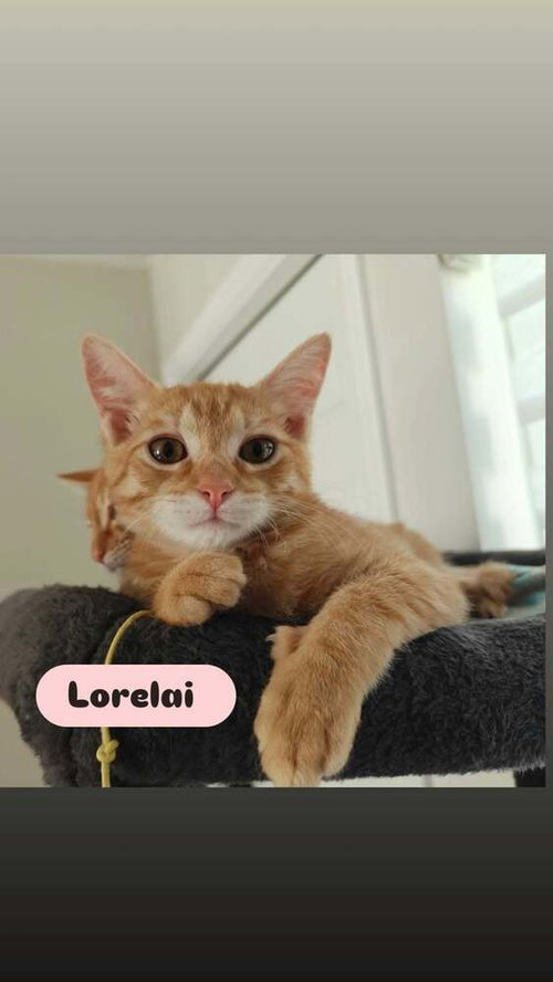 Photo 2 of Lorelai