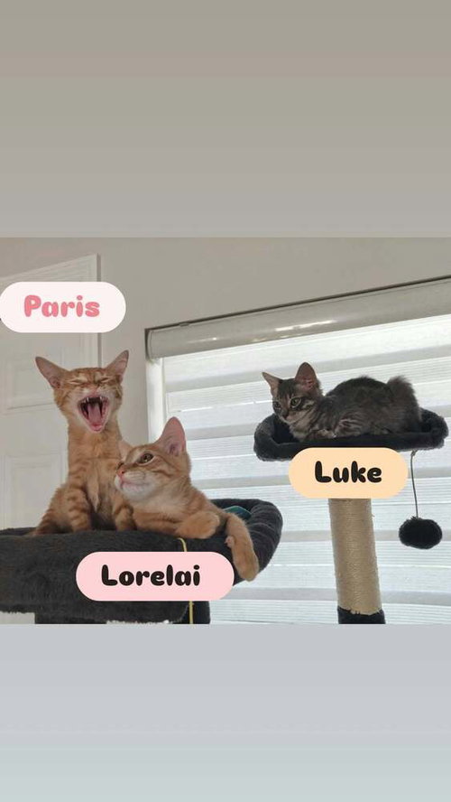 Photo 3 of Lorelai