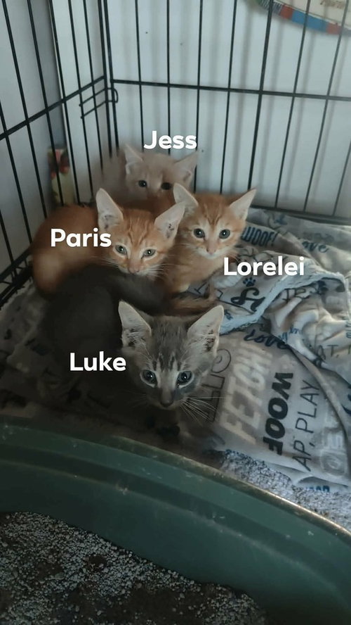 Photo 4 of Lorelai