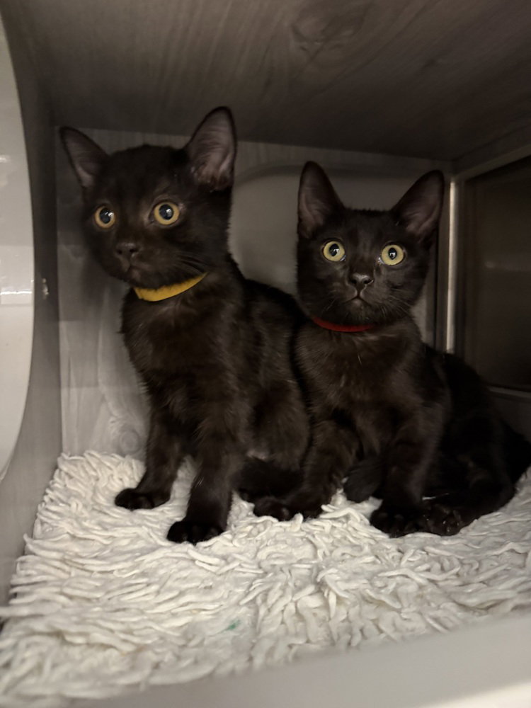 Dark Shadow, Domestic Short Hair