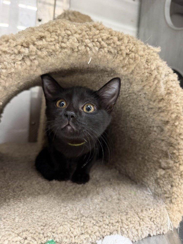 Moonbeam, Domestic Short Hair