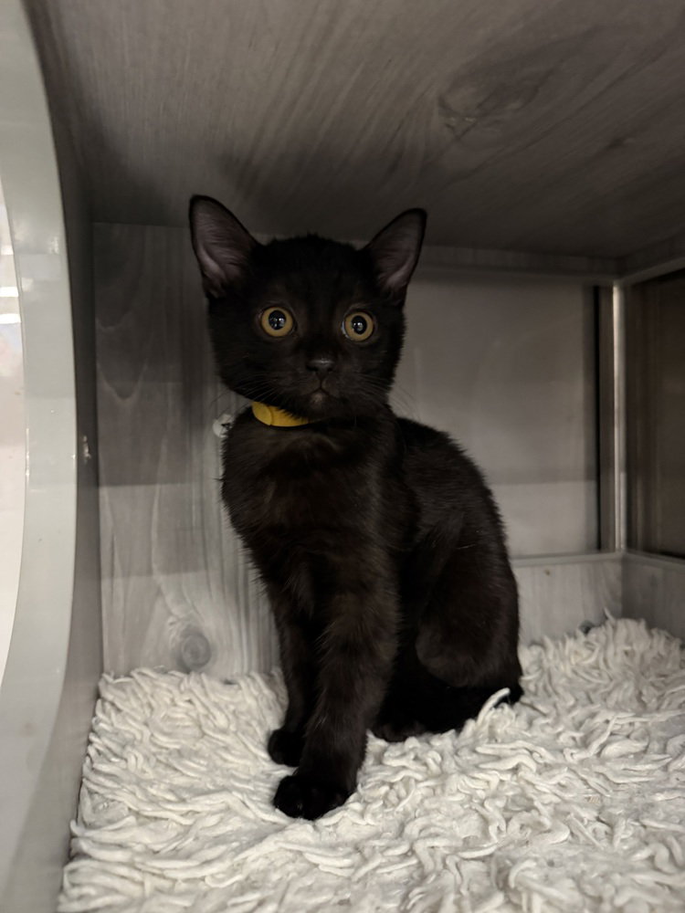 Lulu, Domestic Short Hair