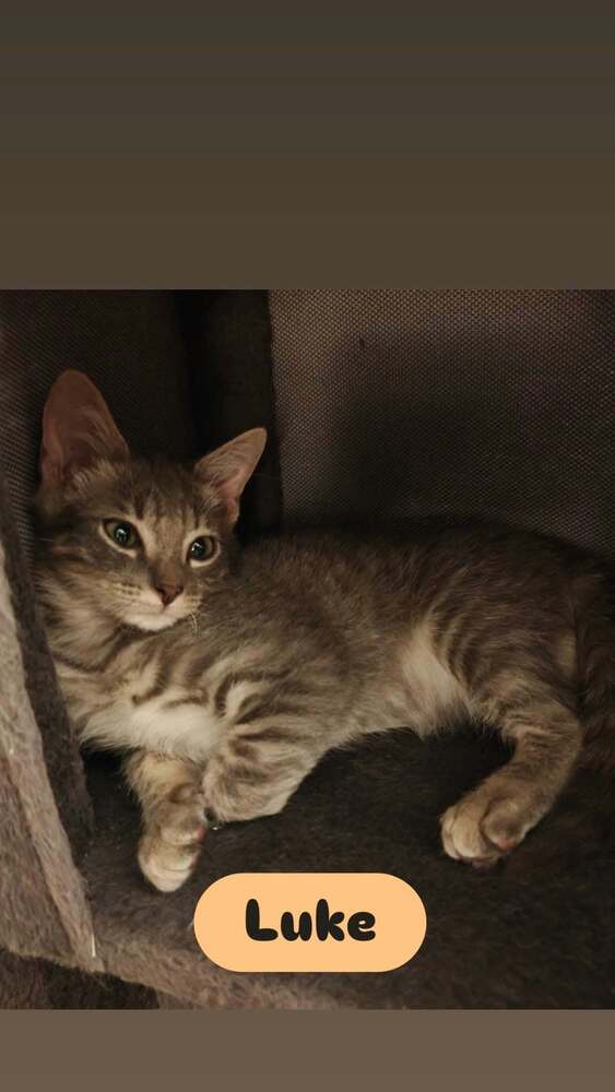 Luke, Domestic Short Hair