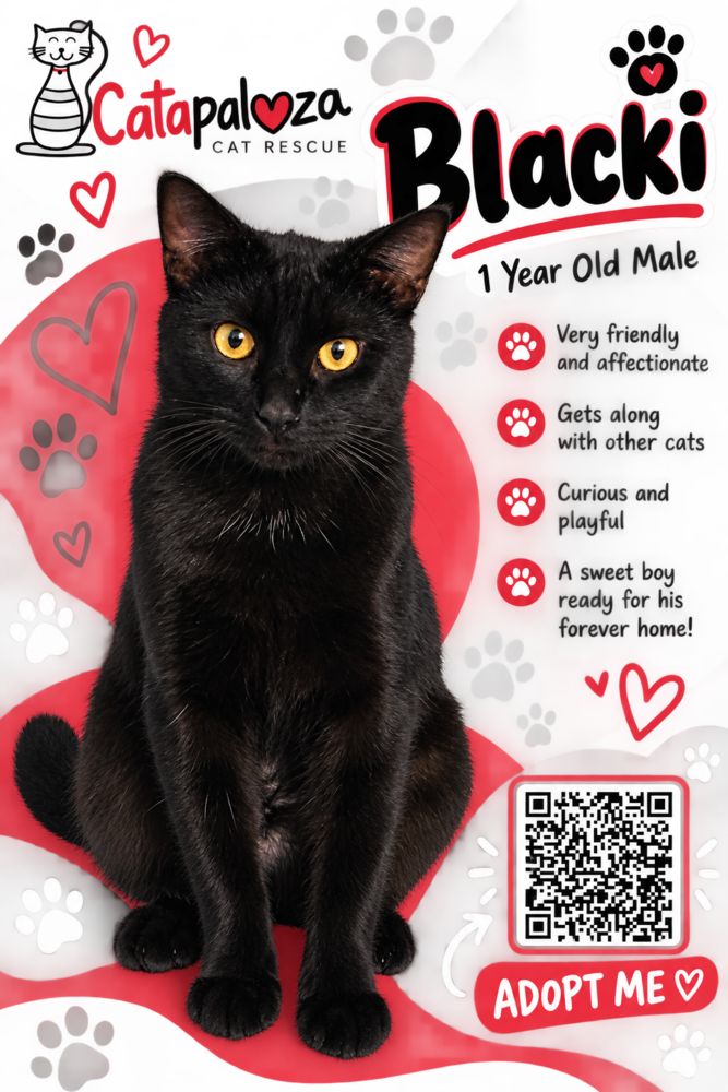 Blacki, Domestic Short Hair