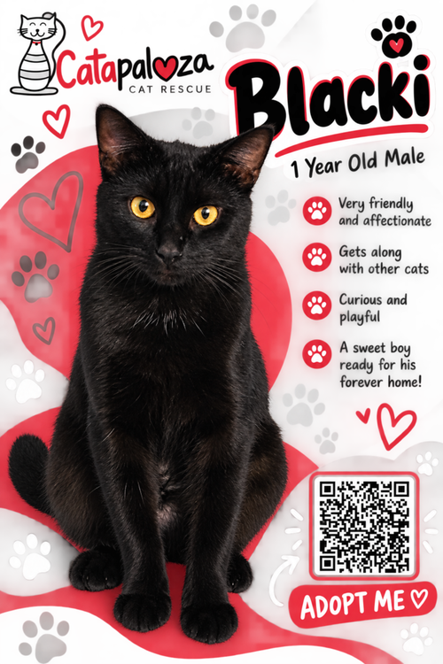 Blacki, a cat for adoption from Catapalooza, Inc.