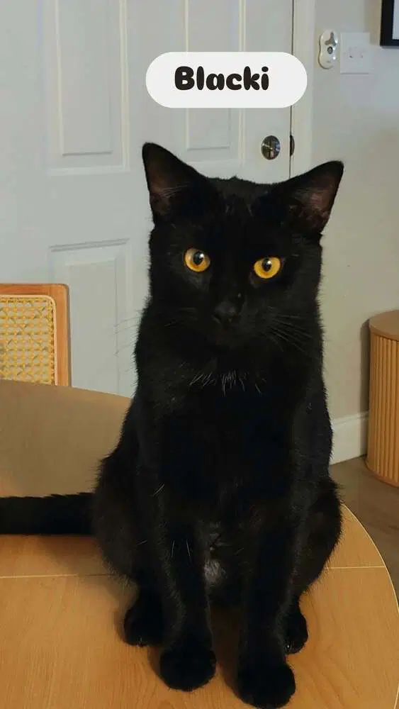 Blacki image 2